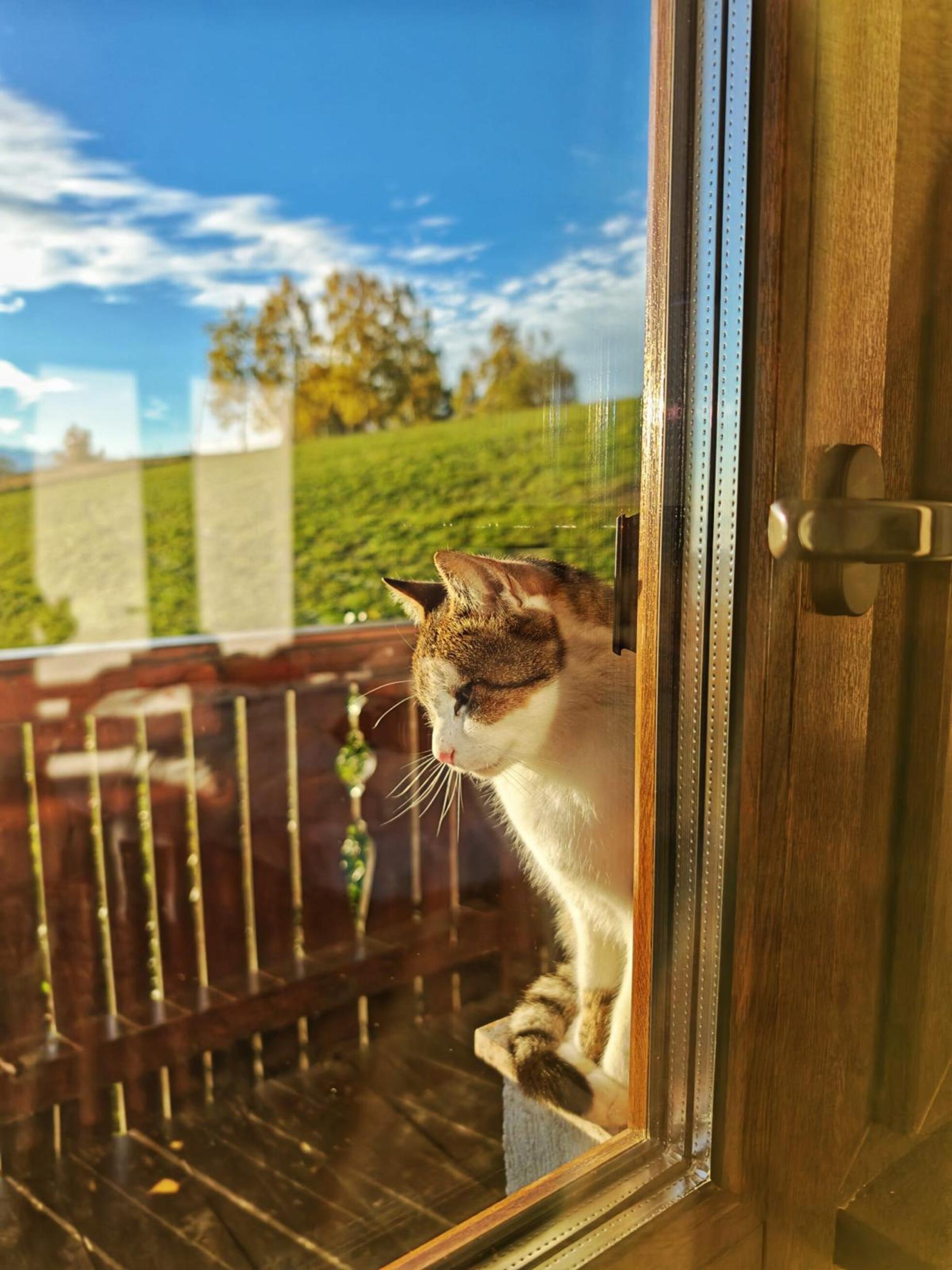 Atmosferă de acasă la Casa La Vârf - pisica privind pe fereastră